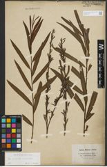 Foto von Salix purpurea L. x Salix viminalis L.